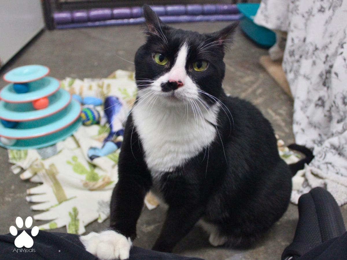 Minnie, a ADOPTABLE Domestic Short Hair in Missoula, MT image 2/4