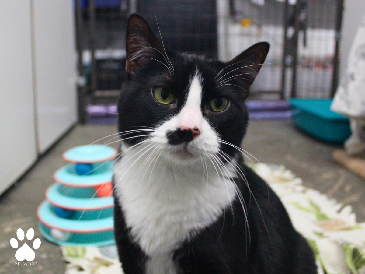 Minnie, a ADOPTABLE Domestic Short Hair in Missoula, MT image 3/4