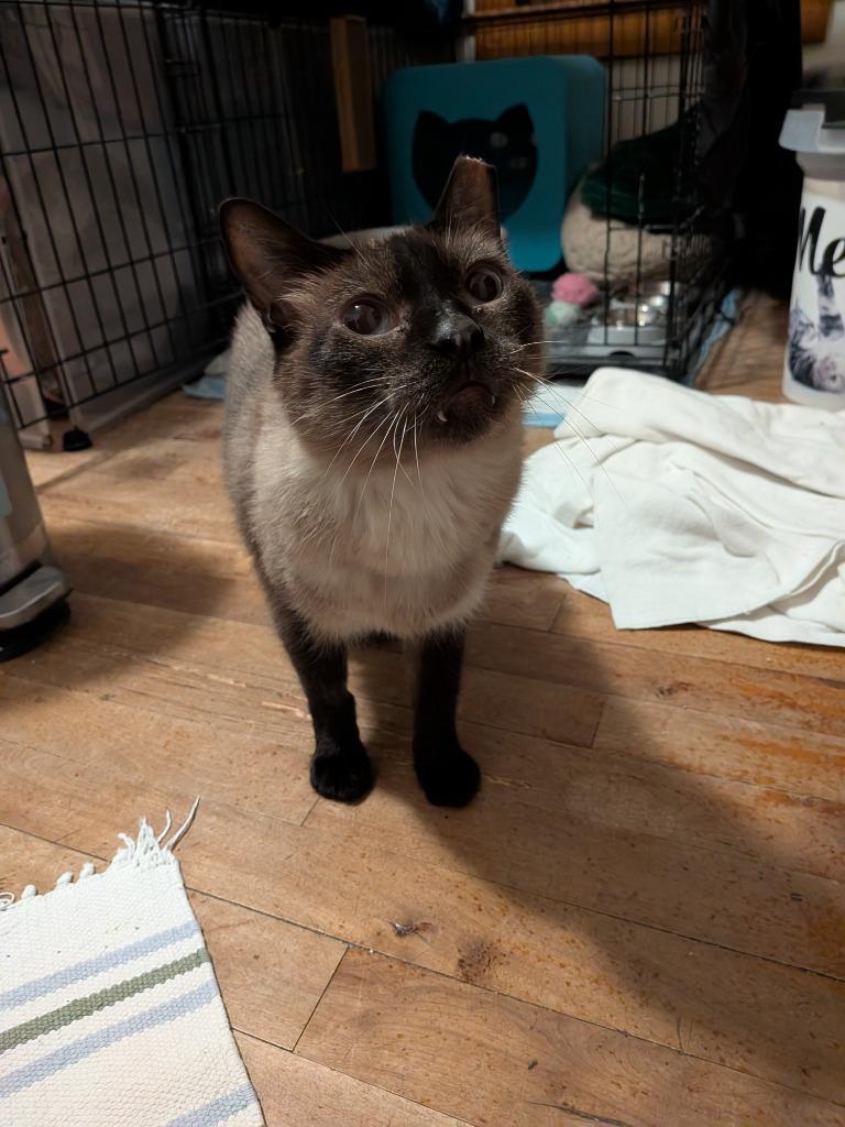 Auden, a Adoptable Siamese in Minneapolis, MN image 2/6