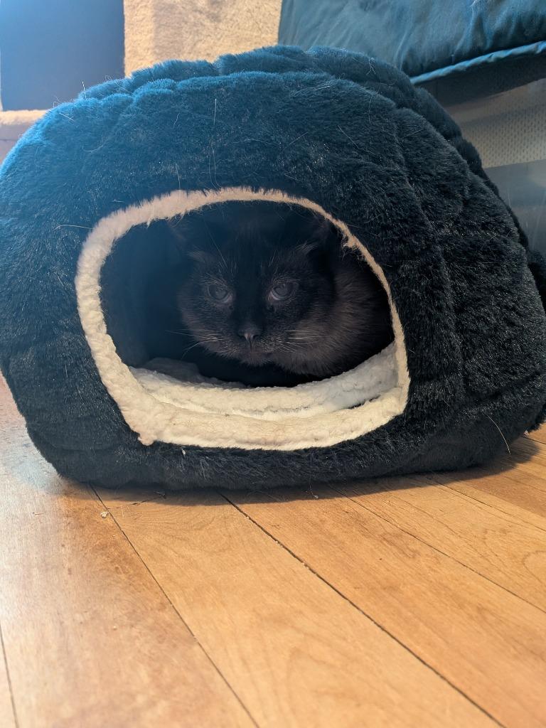 Auden, a Adoptable Siamese in Minneapolis, MN image 3/6