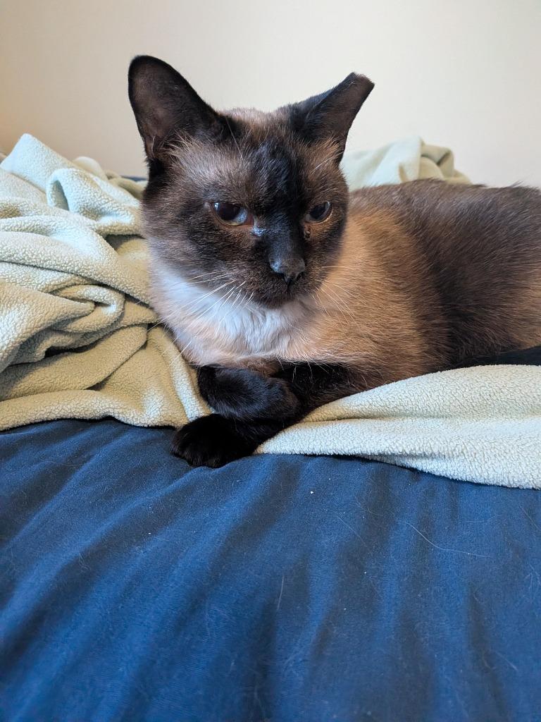 Auden, a Adoptable Siamese in Minneapolis, MN image 4/6