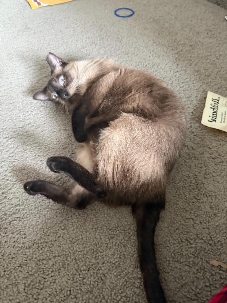 Auden, a Adoptable Siamese in Minneapolis, MN image 5/6