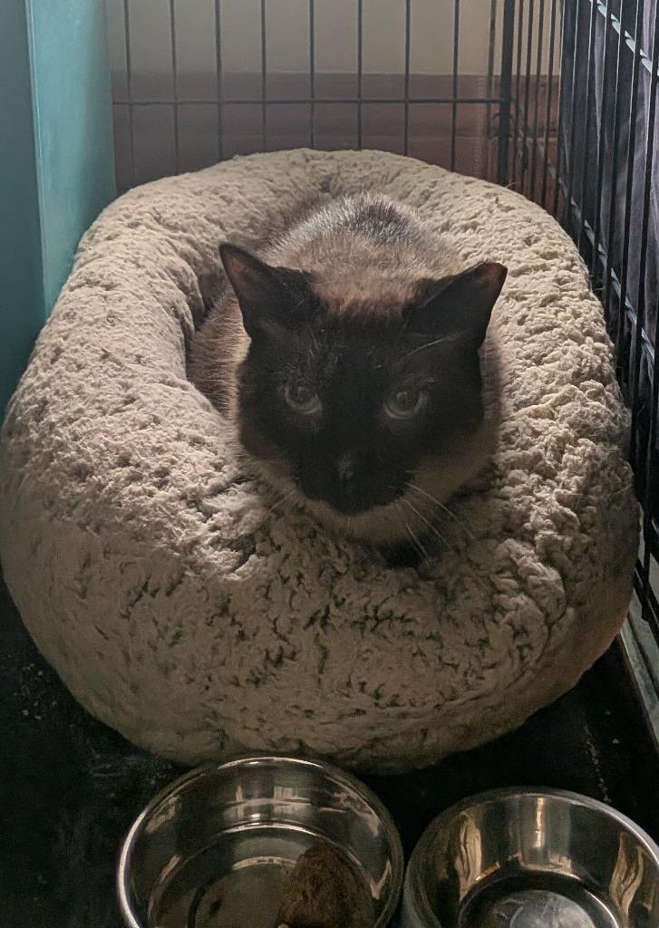 Auden, a Adoptable Siamese in Minneapolis, MN image 6/6