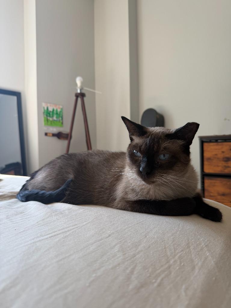 Auden, Adoptable, Senior Male Siamese.