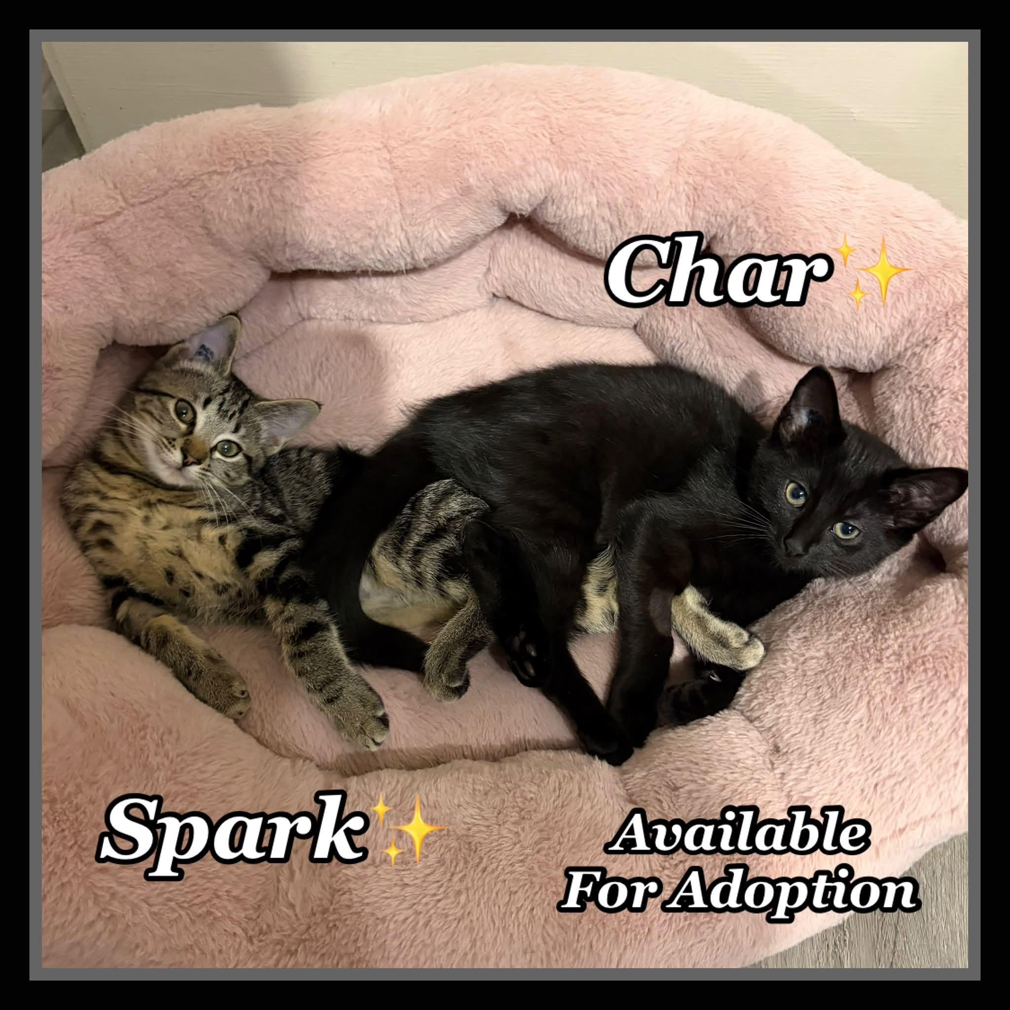 Char & Spark, ADOPTABLE, Kitten Female Domestic Short Hair.