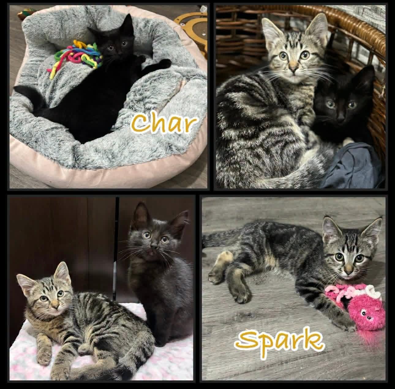 Char & Spark, a ADOPTABLE Domestic Short Hair in Shawnigan Lake, BC image 2/2
