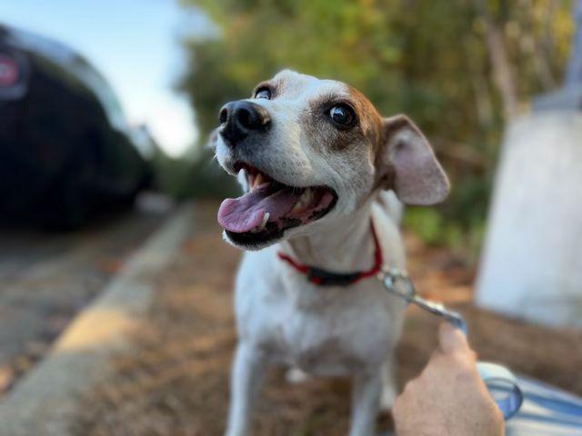 Daisy/Lady, Adoptable, Senior Female Beagle.