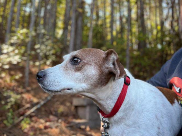 Daisy/Lady, a Adoptable mixed breed in Lawrenceville, GA image 3/4