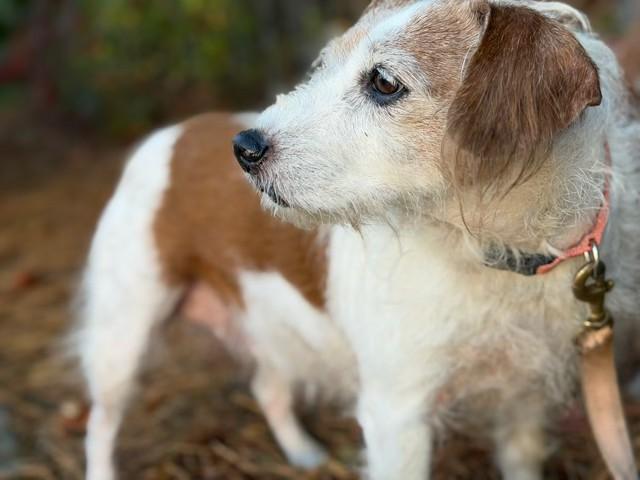 Daisy/Lady, a Adoptable mixed breed in Lawrenceville, GA image 4/4