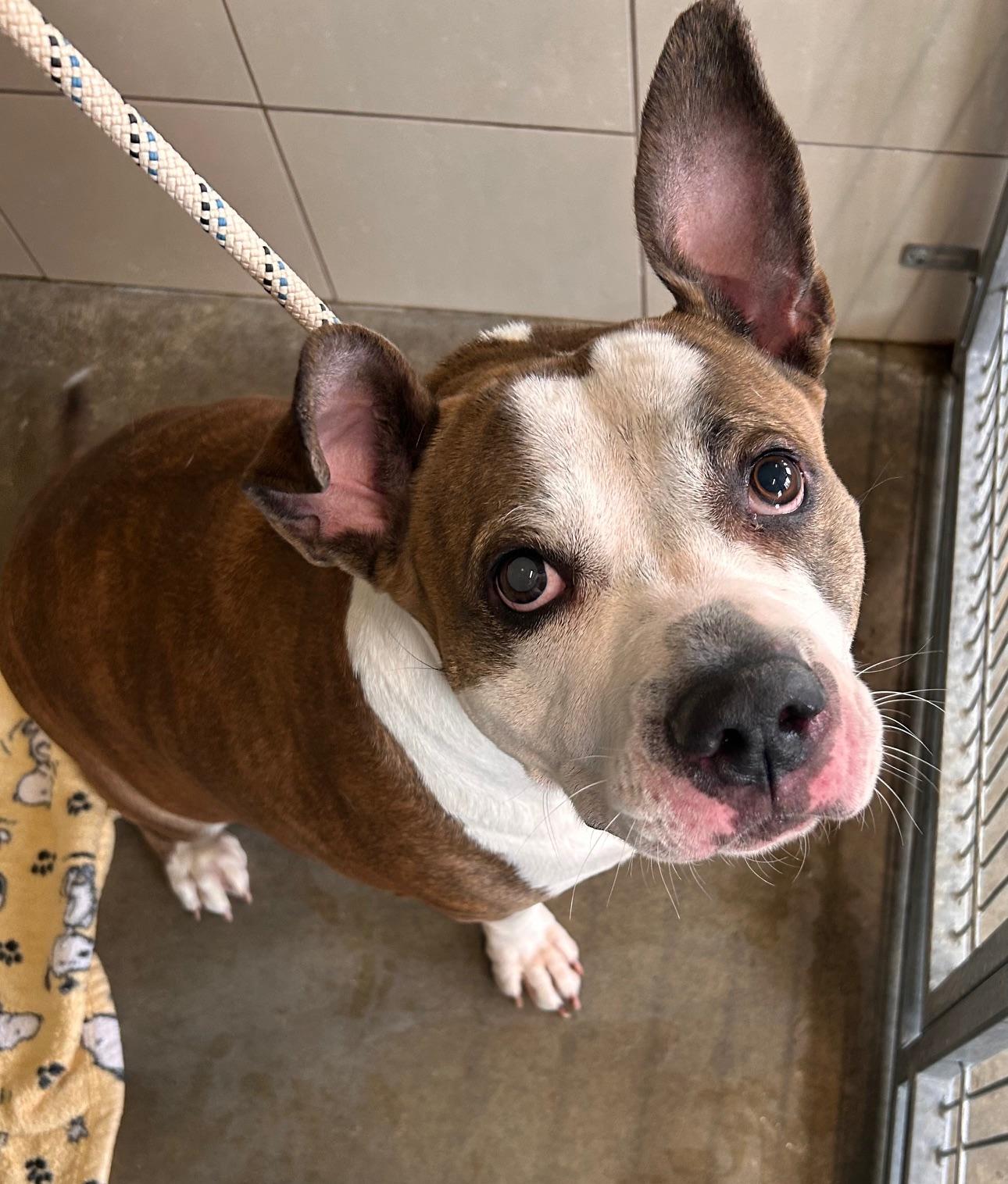 Bean, a Adoptable mixed breed in Seneca, PA image 2/3