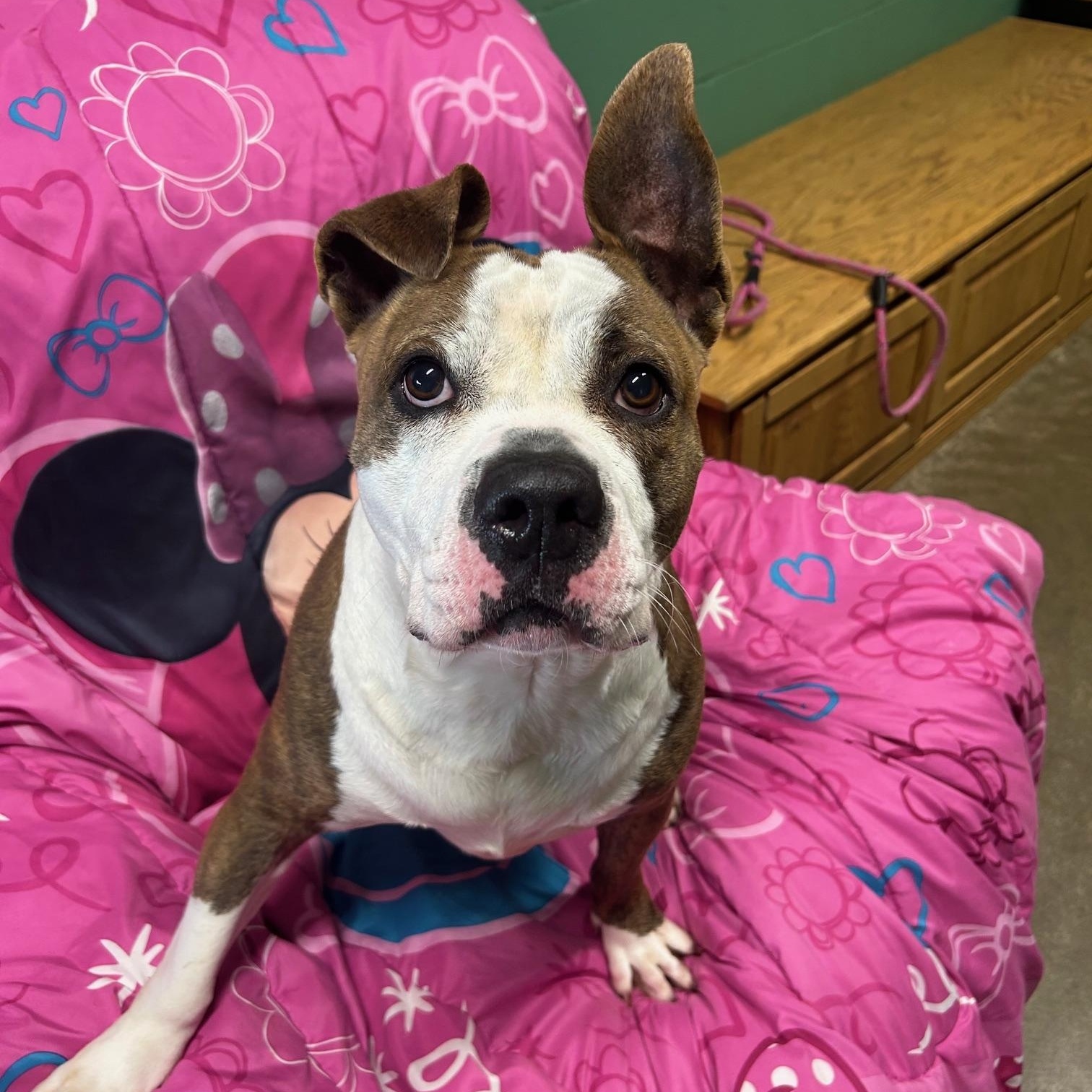 Bean, Adoptable, Adult Female English Bulldog.