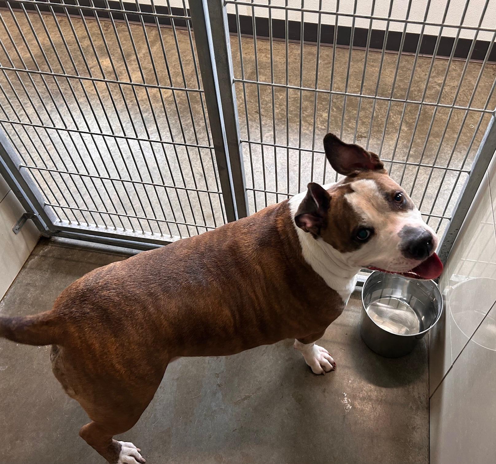 Bean, a Adoptable mixed breed in Seneca, PA image 3/3