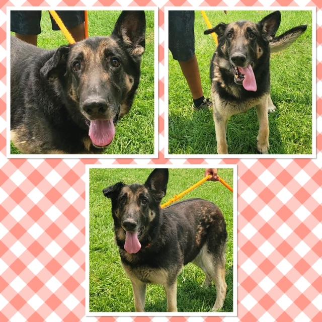 ZEVA, ADOPTABLE, Adult Female German Shepherd Dog.