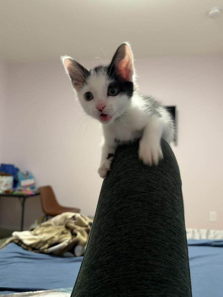 Enlarge Winston, a Adoptable Domestic Short Hair in Greenbelt, MD image 2/3