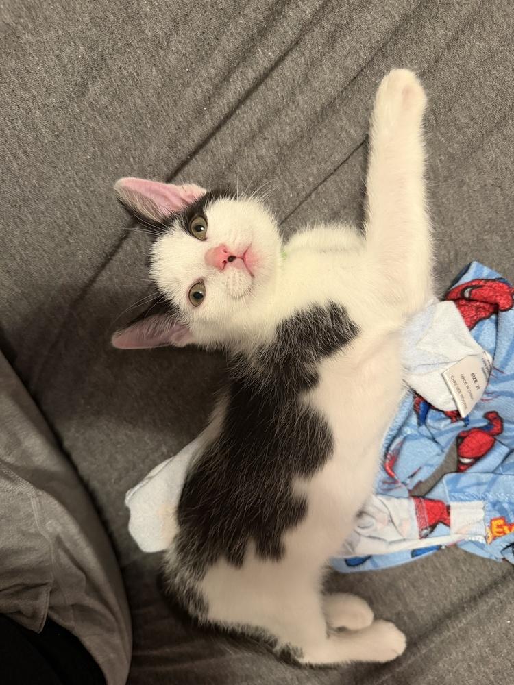 Enlarge Winston, a Adoptable Domestic Short Hair in Greenbelt, MD image 3/3
