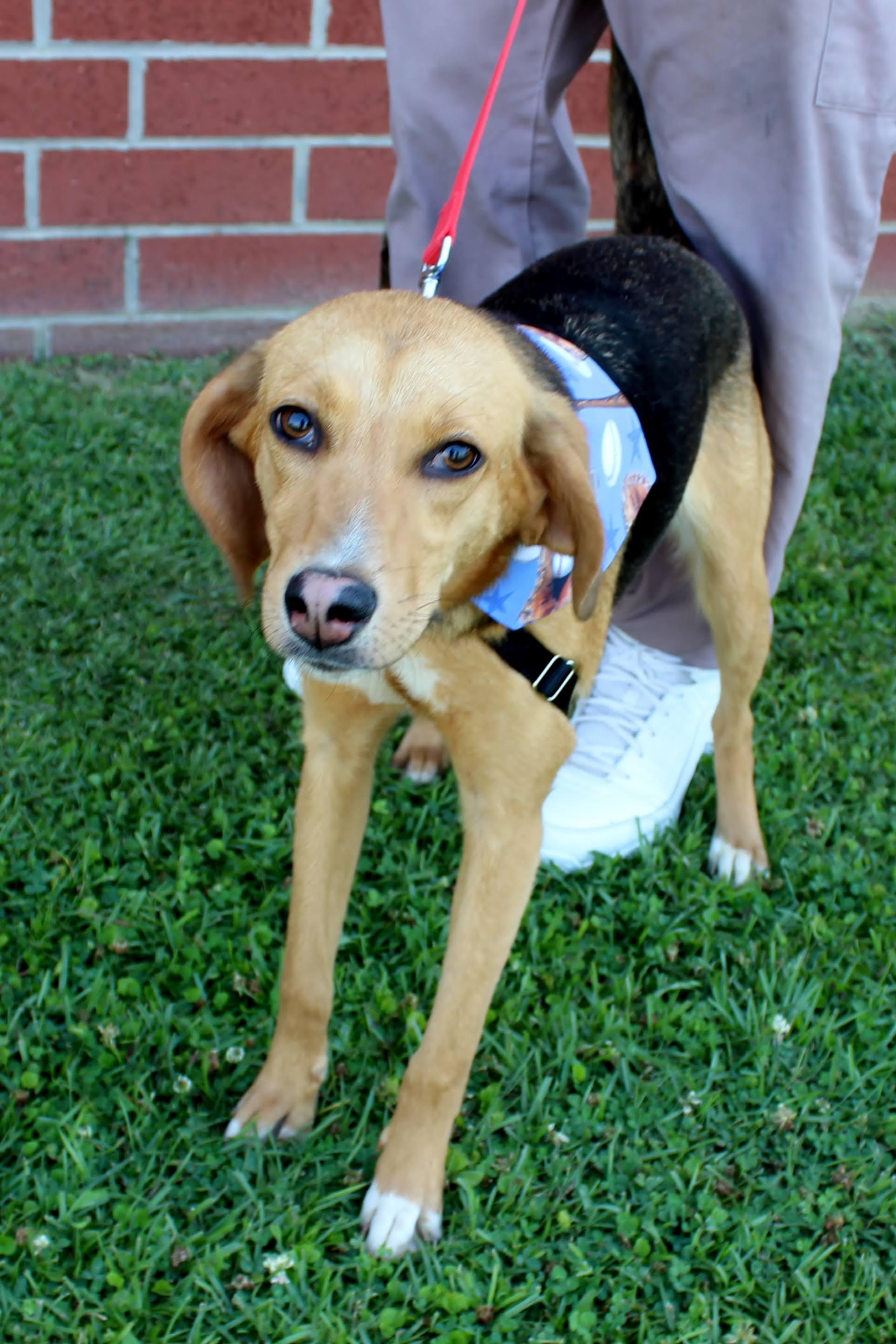 Enlarge Phillie, a ADOPTABLE mixed breed in Burgaw, NC image 1/1
