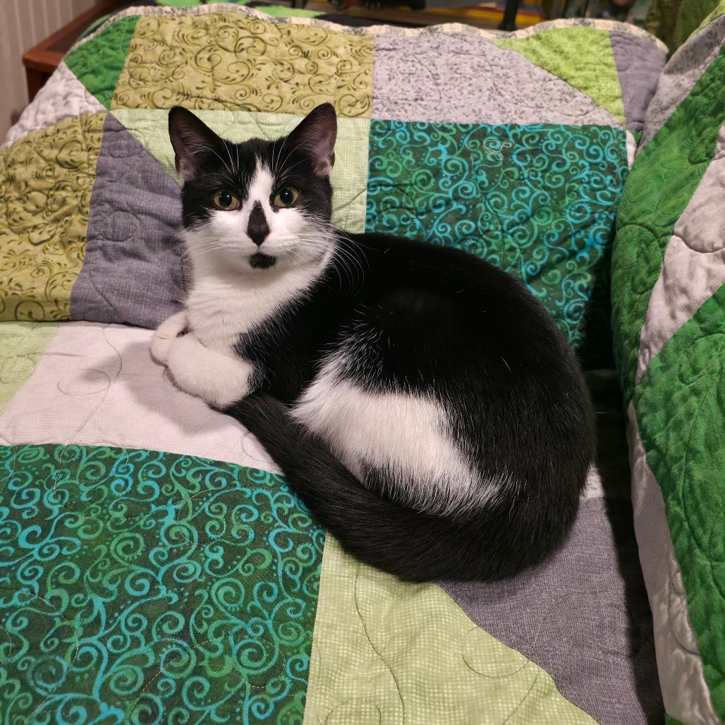 Oreo, Adoptable, Young Female Domestic Short Hair.