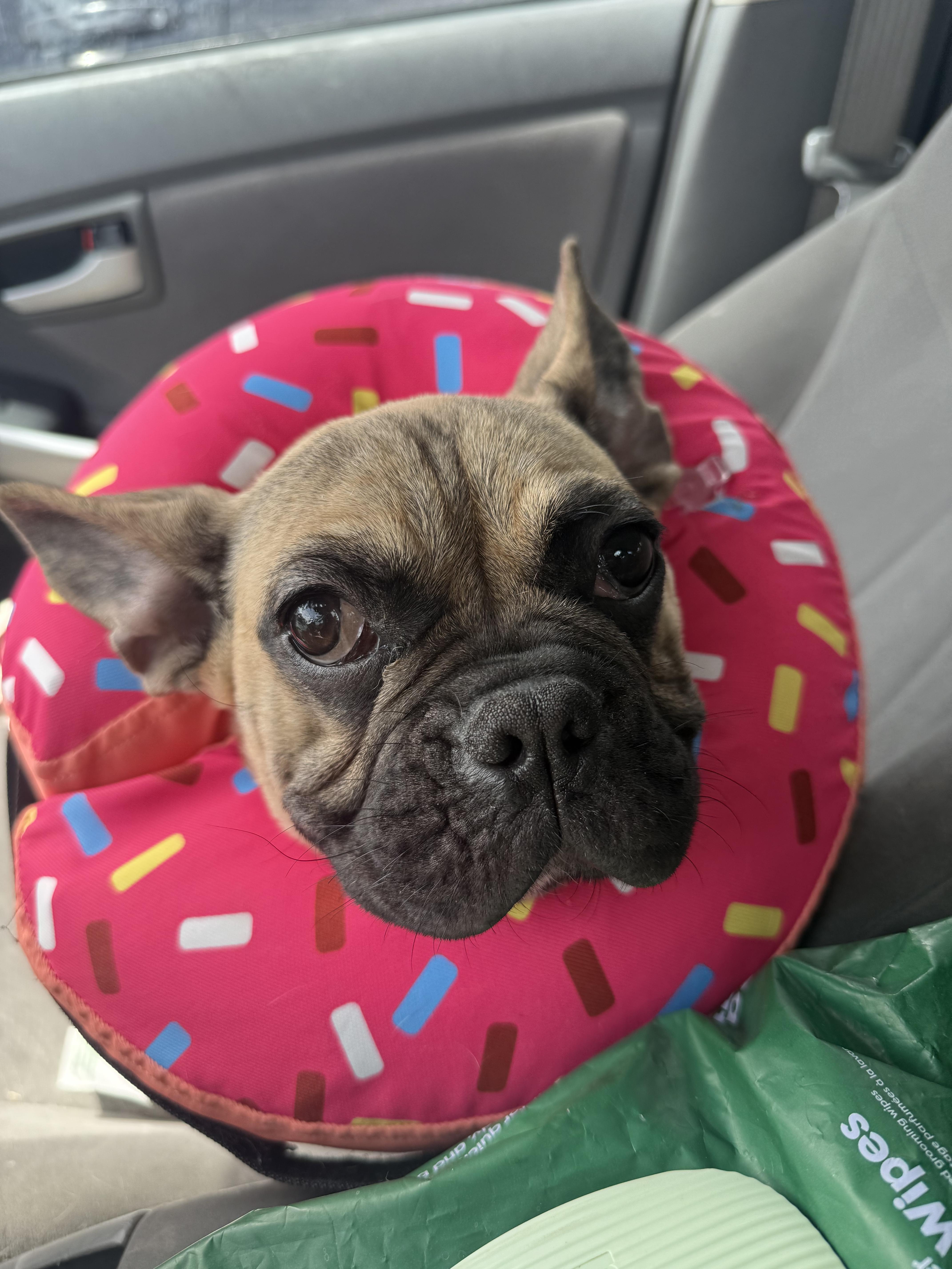 Enlarge Tortilla, a Adoptable French Bulldog in Mesa, AZ image 1/6
