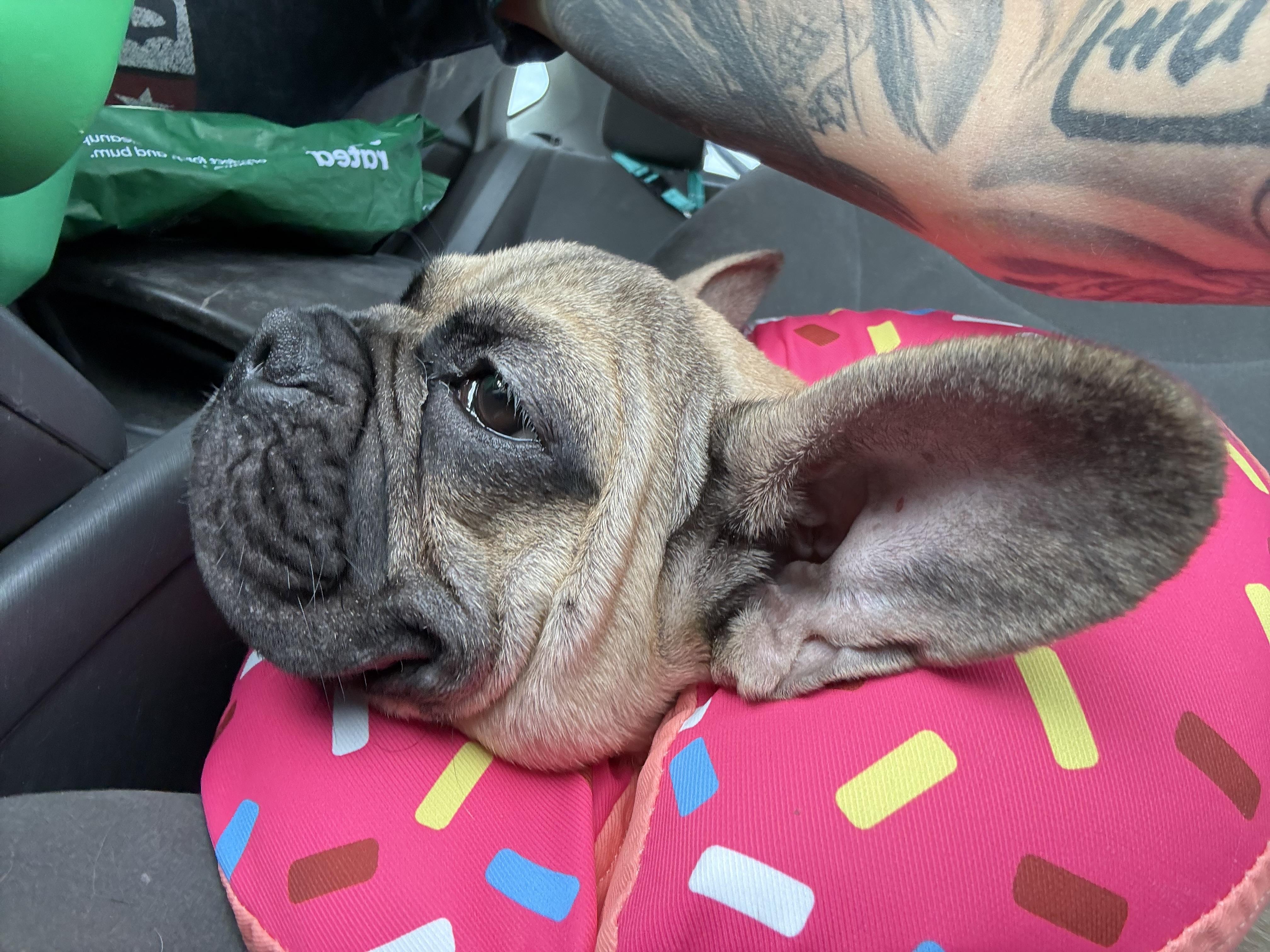Enlarge Tortilla, a Adoptable French Bulldog in Mesa, AZ image 2/6