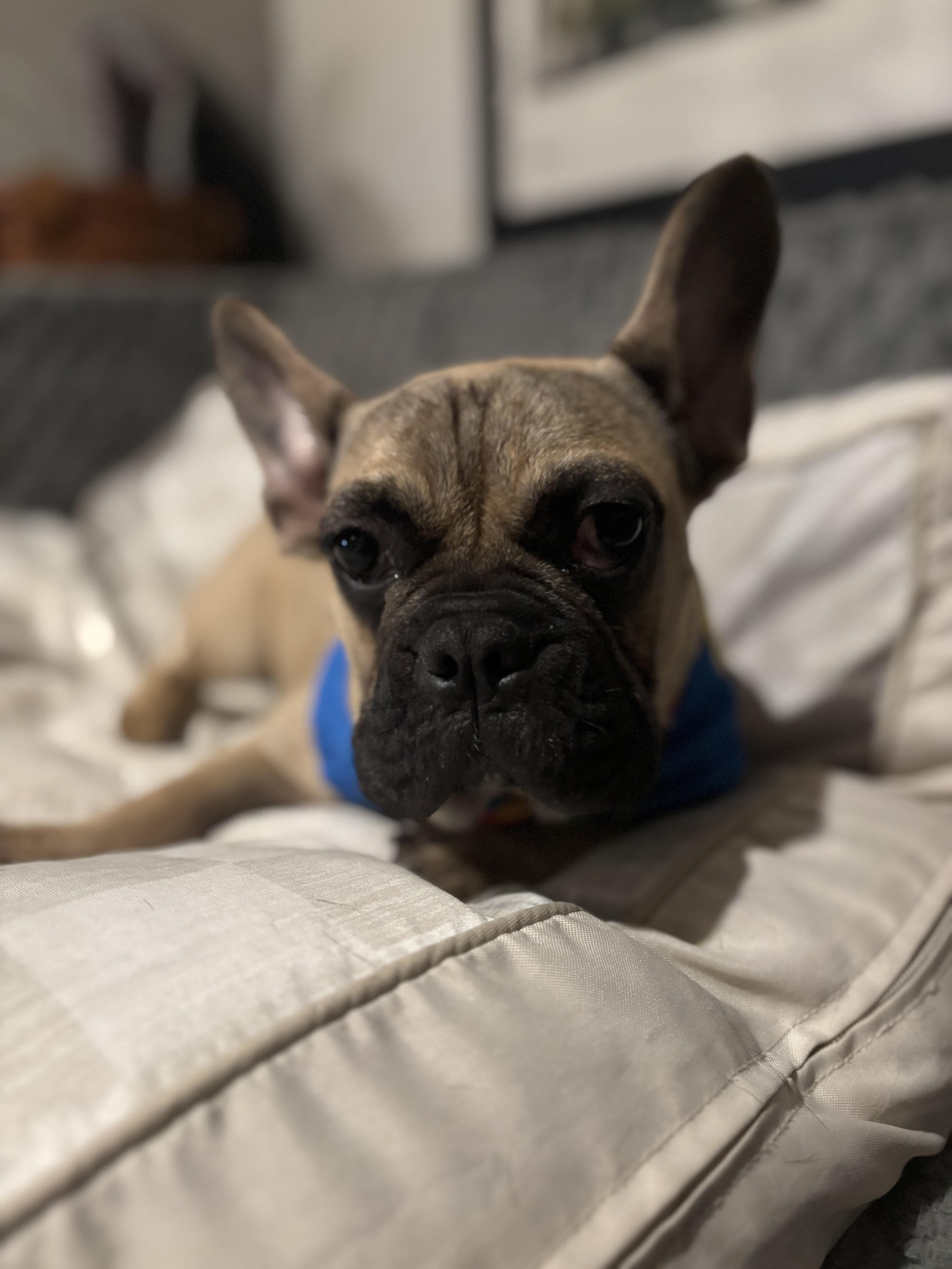 Enlarge Tortilla, a Adoptable French Bulldog in Mesa, AZ image 3/6