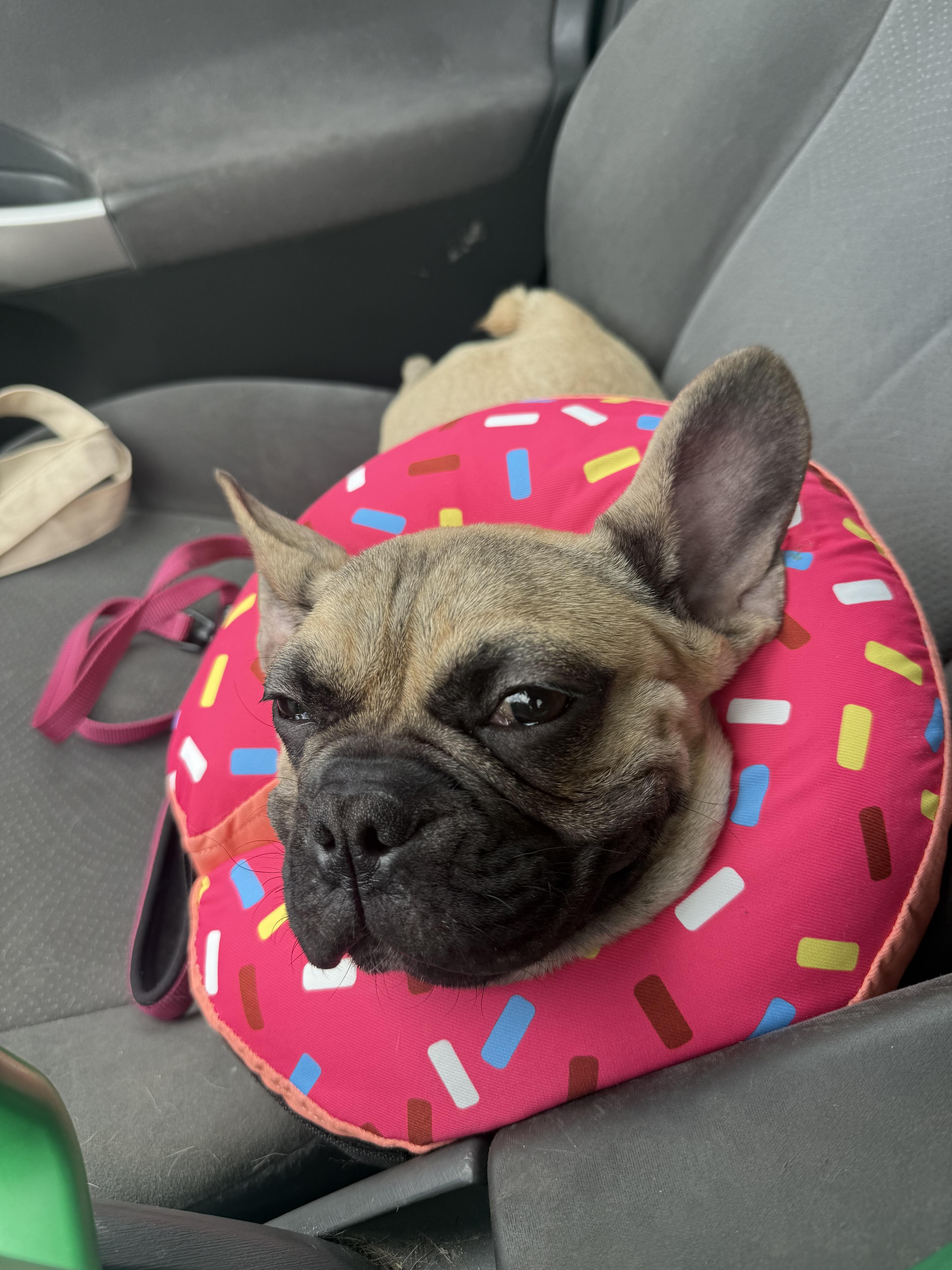 Enlarge Tortilla, a Adoptable French Bulldog in Mesa, AZ image 4/6
