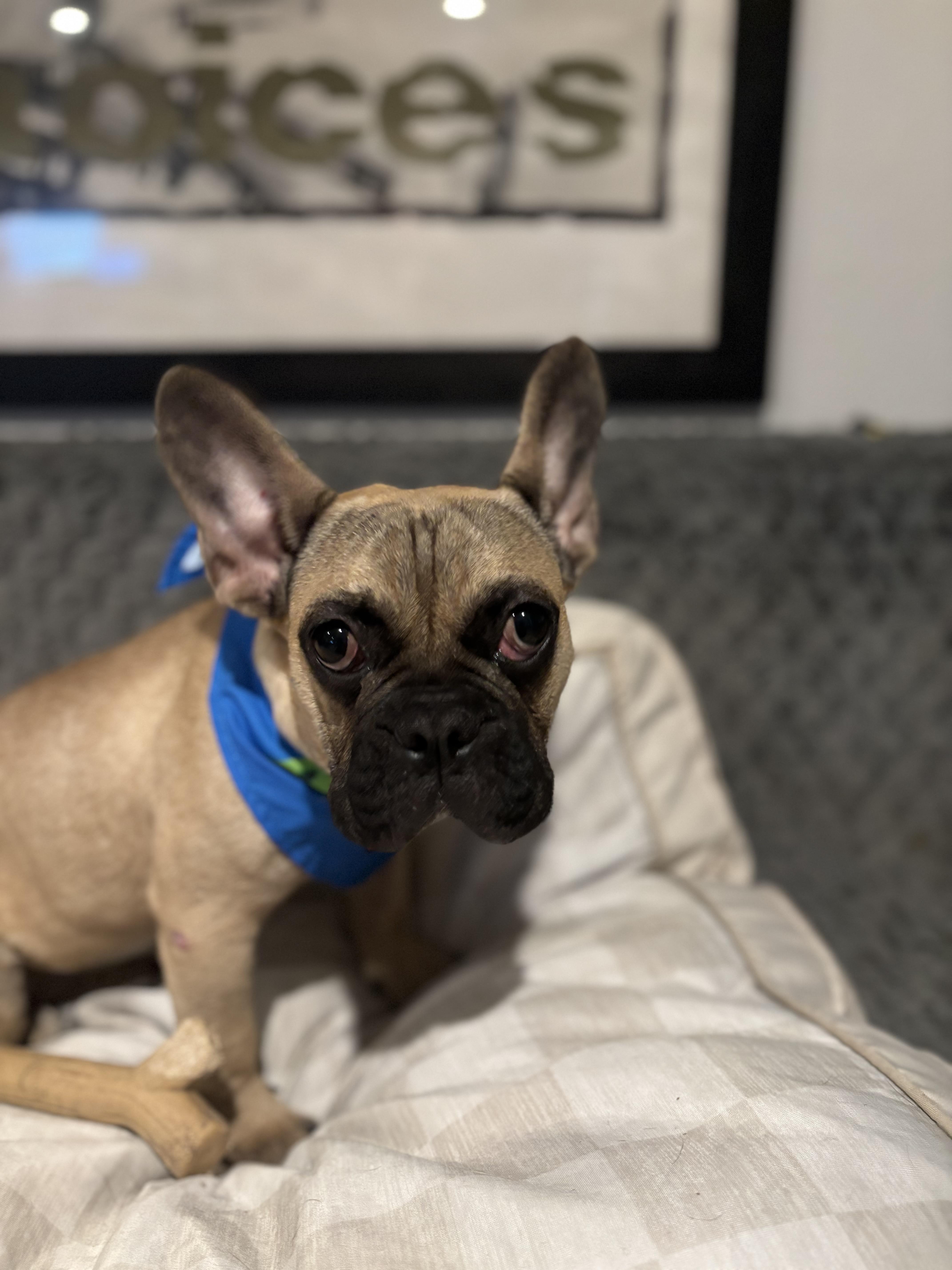 Enlarge Tortilla, a Adoptable French Bulldog in Mesa, AZ image 5/6