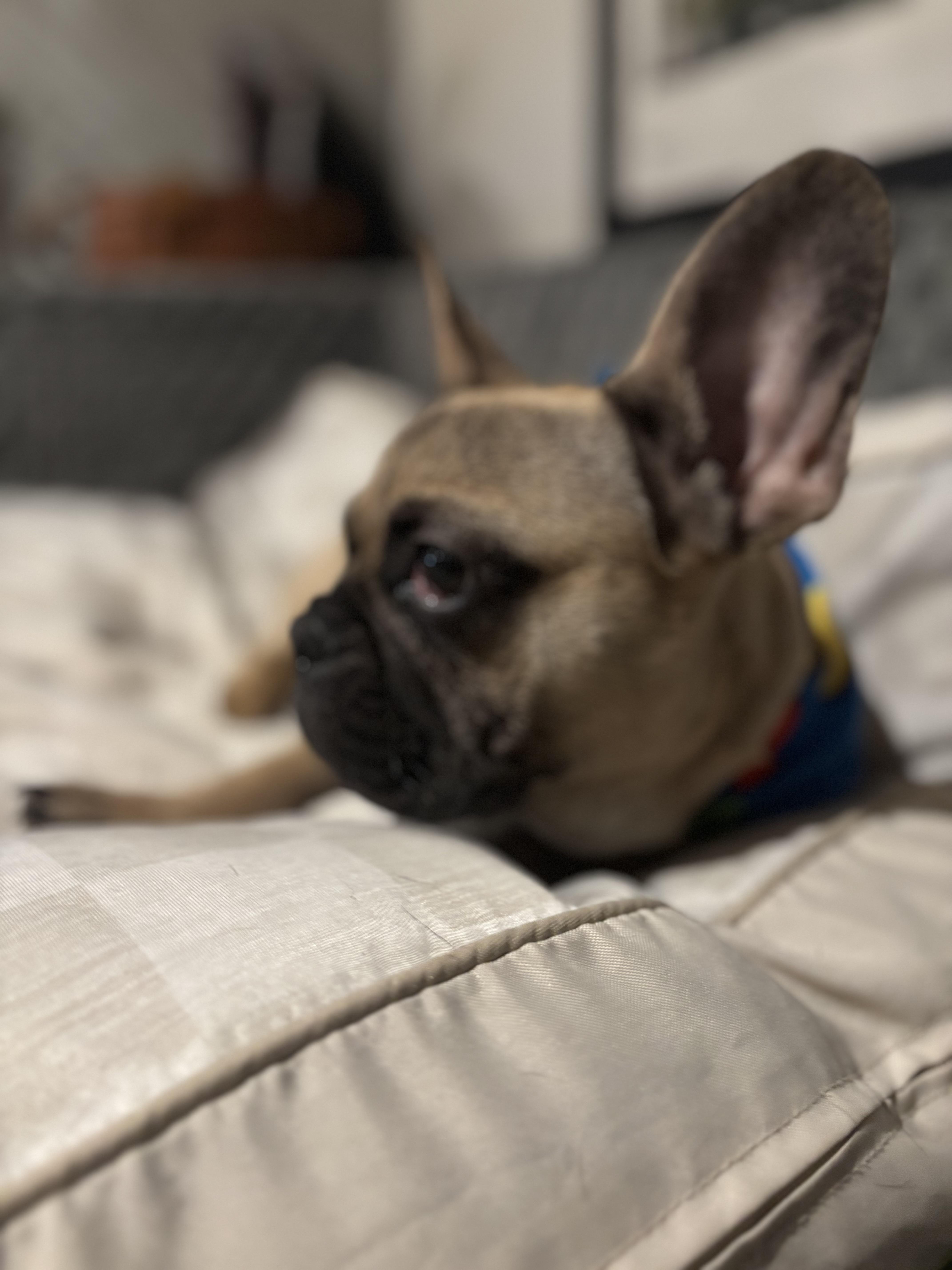 Enlarge Tortilla, a Adoptable French Bulldog in Mesa, AZ image 6/6