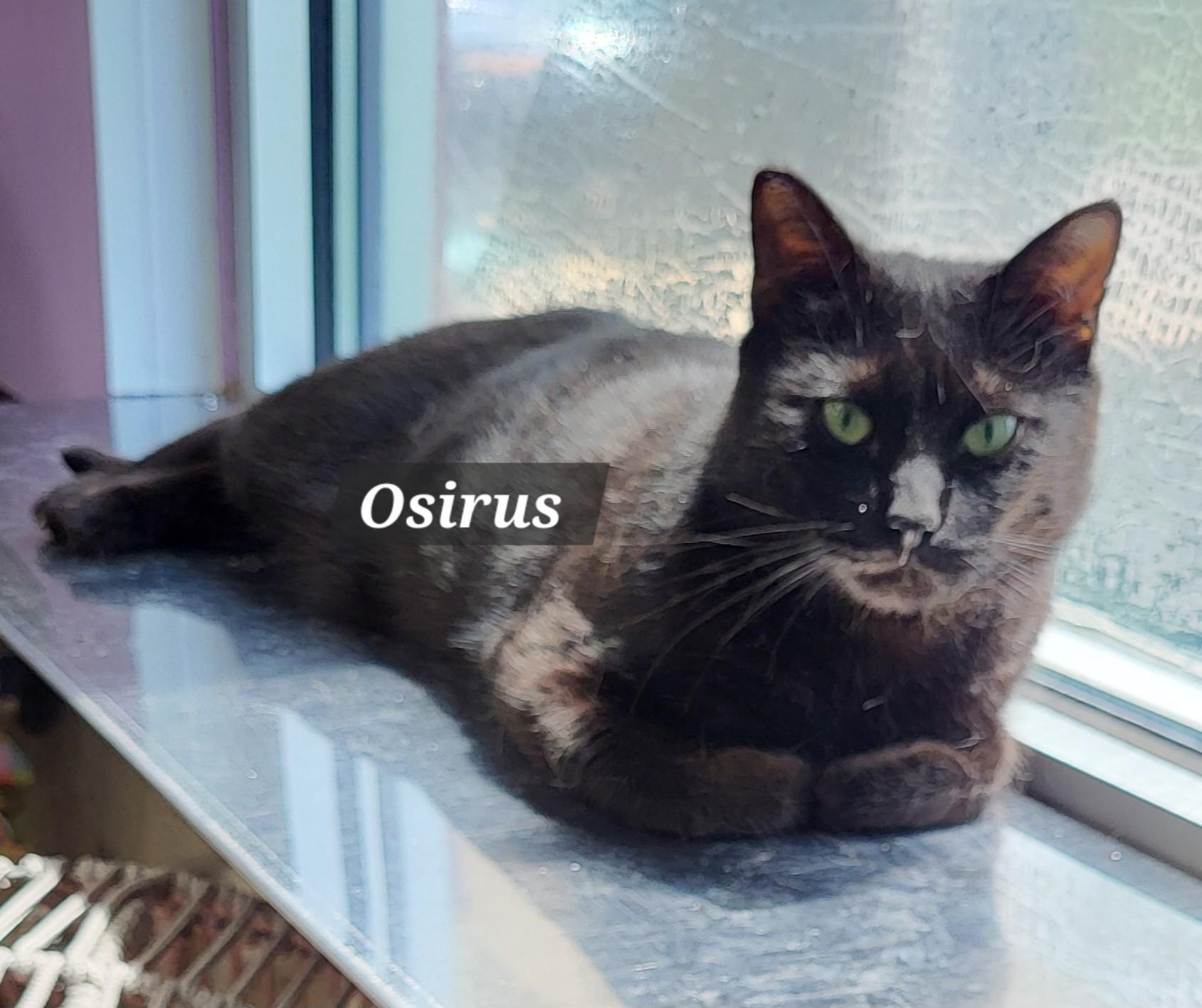 Osirus, Adoptable, Young Male Domestic Short Hair.