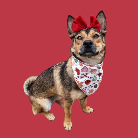 Enlarge Ginger (formerly Muriel) -- LONGTIME RESIDENT!, a Adoptable mixed breed in Thousand Oaks, CA image 1/2