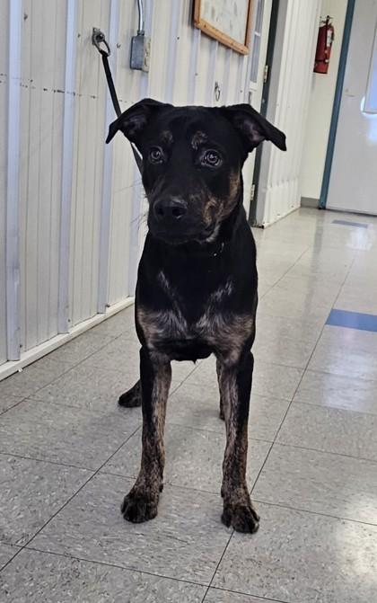 Enlarge Murphy, a Adoptable mixed breed in Freeport, IL image 1/3