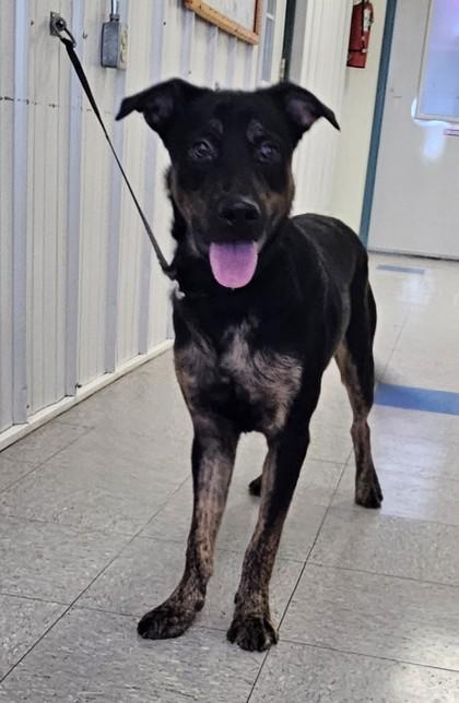 Enlarge Murphy, a Adoptable mixed breed in Freeport, IL image 2/3