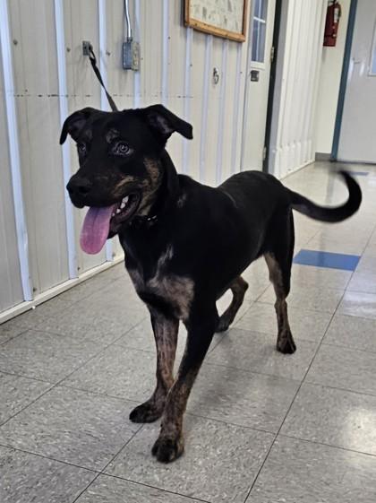 Enlarge Murphy, a Adoptable mixed breed in Freeport, IL image 3/3