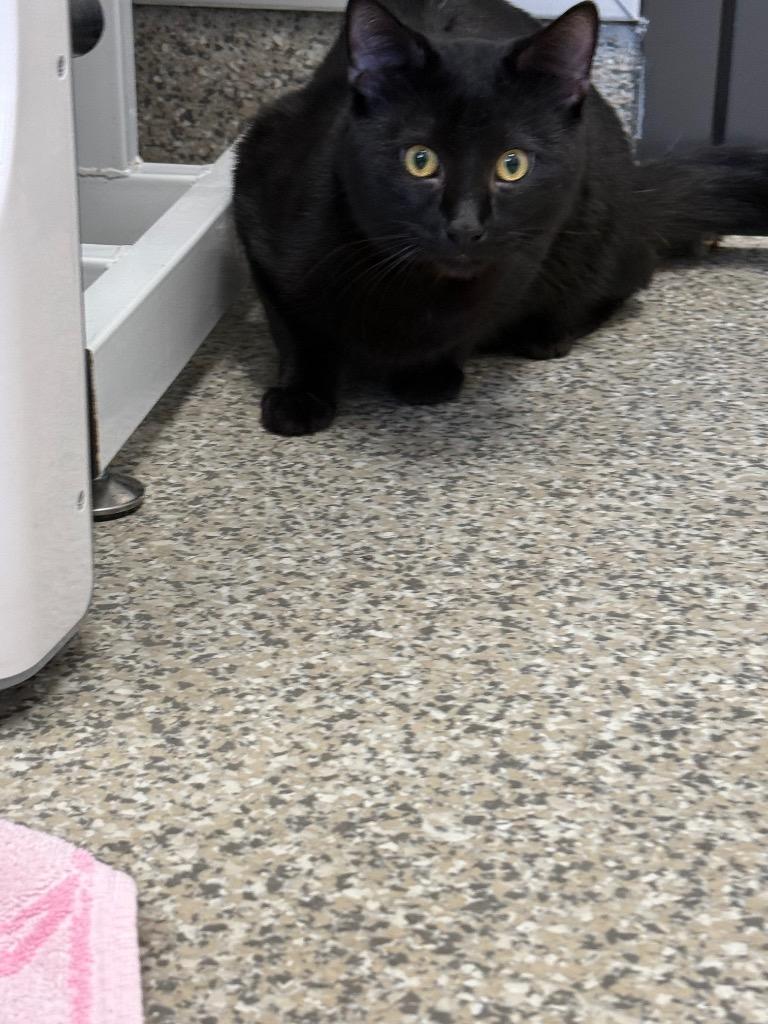 Chocolate, Adoptable, Kitten Male American Shorthair.