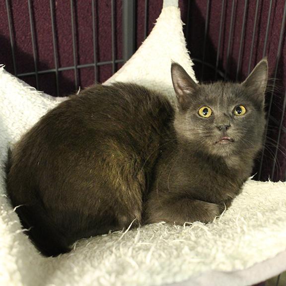 Finley, Adoptable, Young Male Nebelung & Domestic Long Hair.
