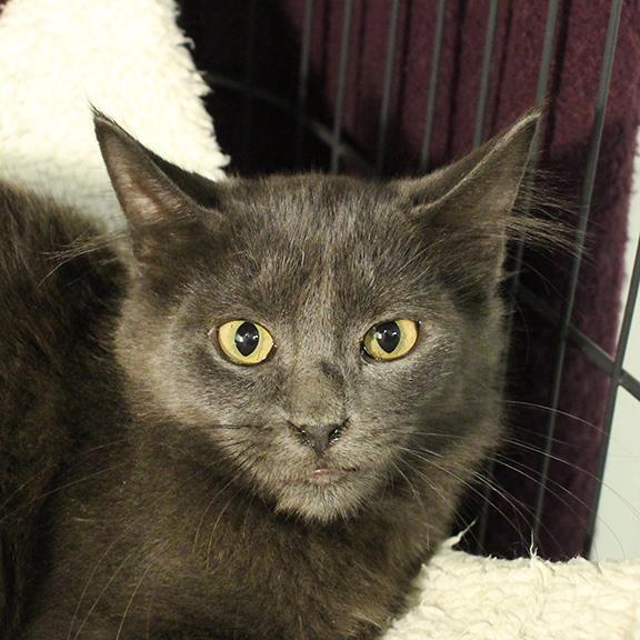 Enlarge Finley, a Adoptable mixed breed in Overland Park, KS image 2/2