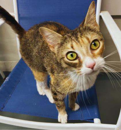 Pesto, Adoptable, Adult Female Domestic Short Hair & Domestic Short Hair.