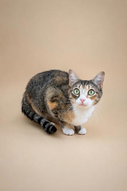 Enlarge Pesto, a Adoptable mixed breed in Dahlonega, GA image 1/1