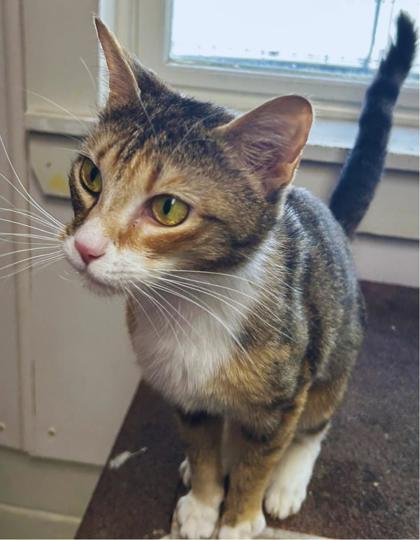 Pesto, a Adoptable mixed breed in Dahlonega, GA image 2/2