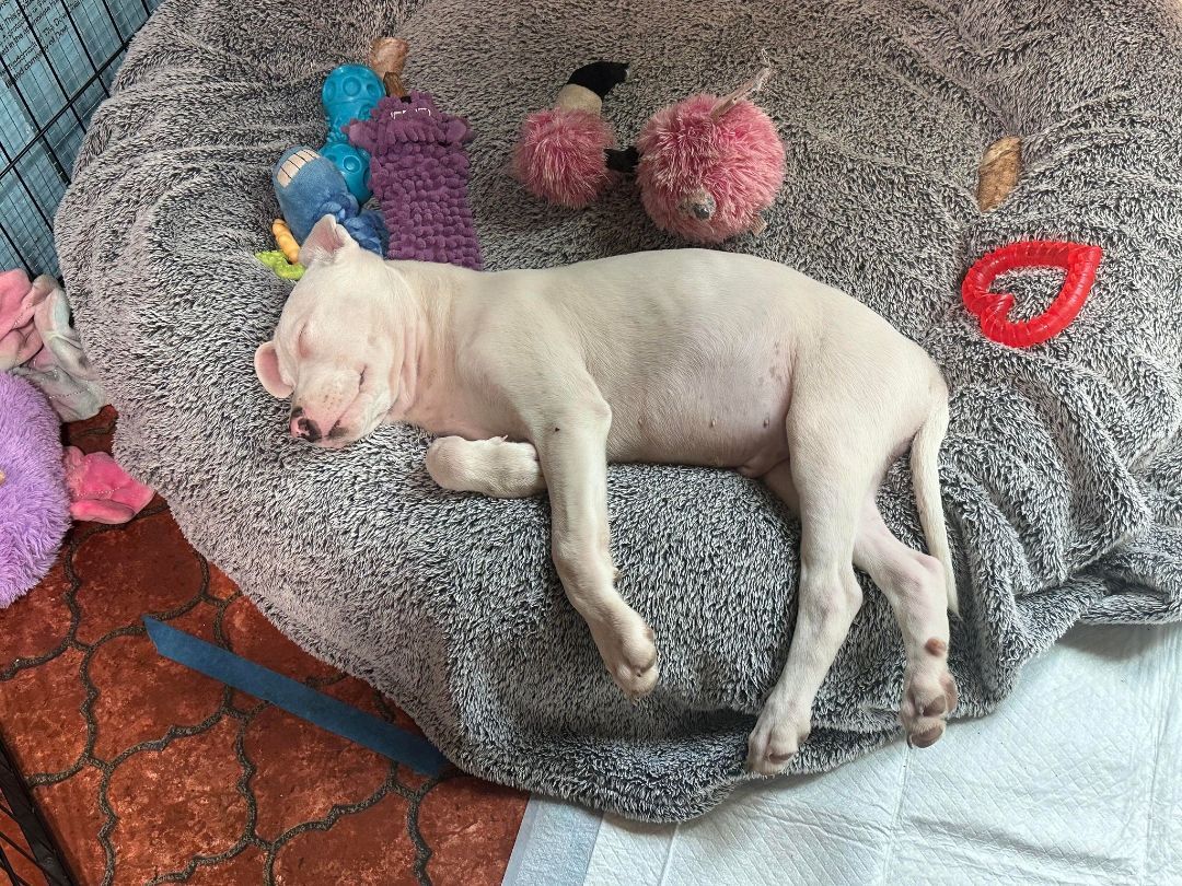 Enlarge Elmer, a Adopted mixed breed in Brattleboro, VT image 3/12