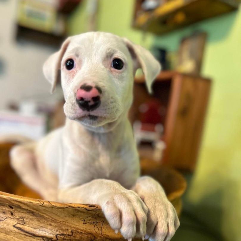 Enlarge Elmer, a Adopted mixed breed in Brattleboro, VT image 6/12