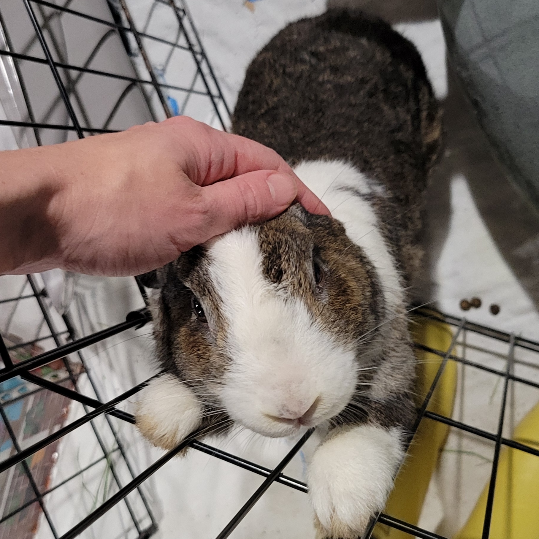 Enlarge Landon, a Adopted mixed breed in Pittsburgh, PA image 3/4