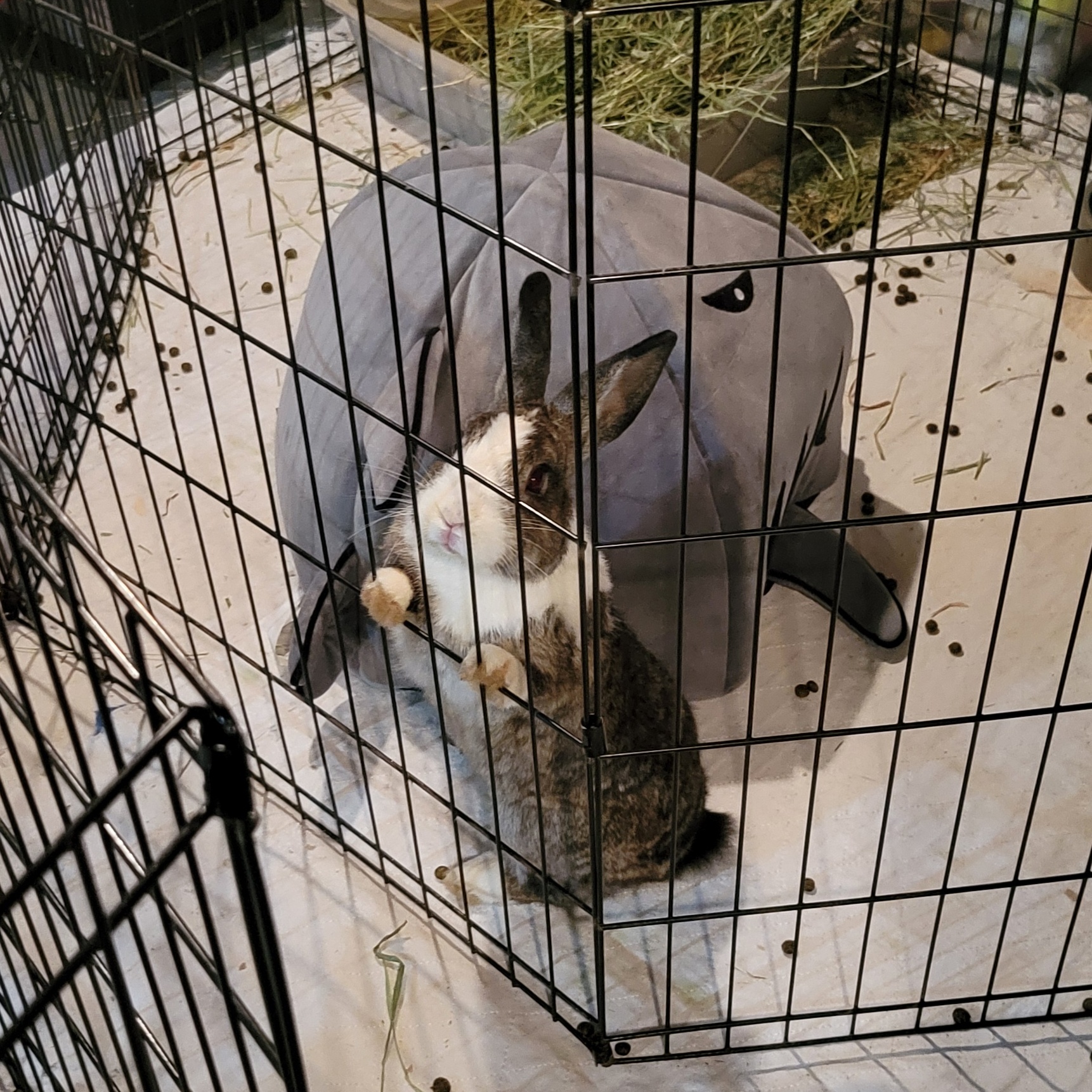 Enlarge Landon, a Adopted mixed breed in Pittsburgh, PA image 4/4