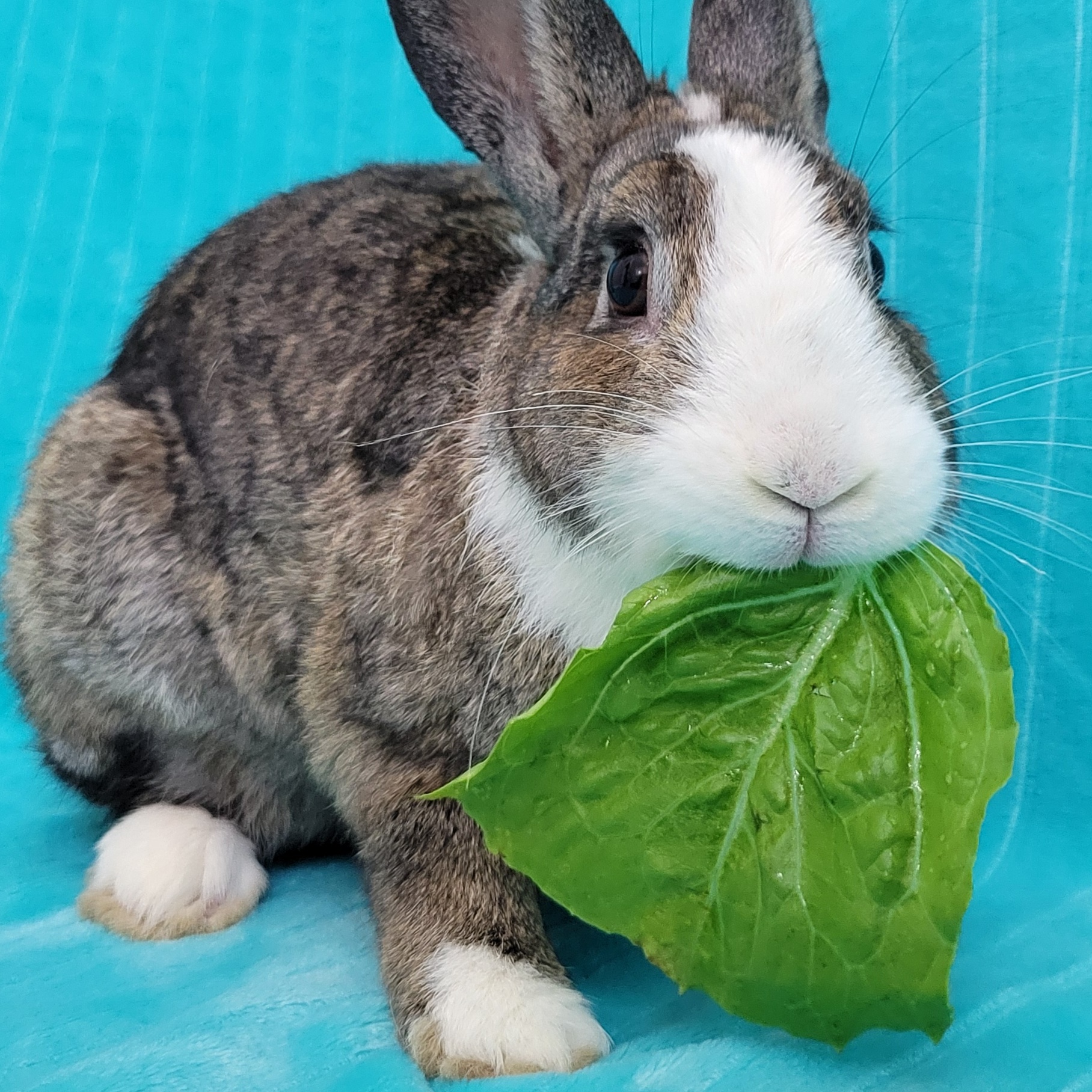 Landon, Adopted, Adult Male Dutch.