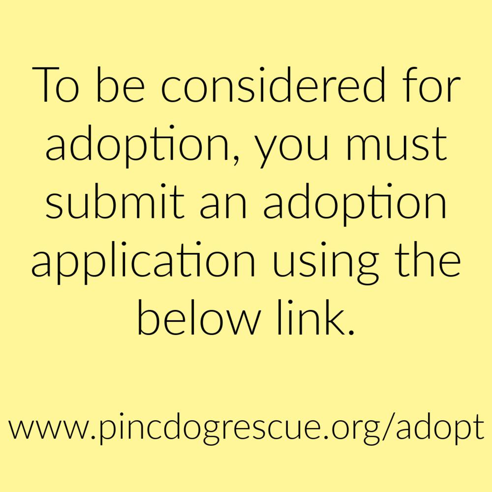 Zack, a Adoptable mixed breed in Charlotte, NC image 1/5