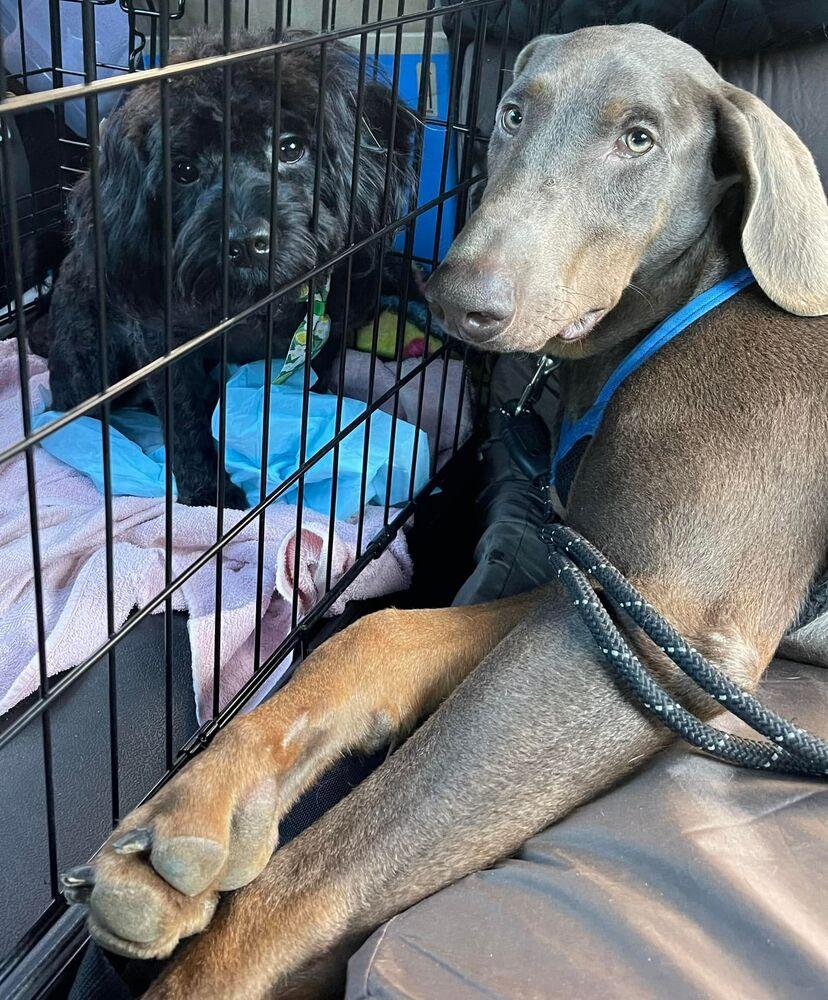 Zack, a Adoptable mixed breed in Charlotte, NC image 3/5