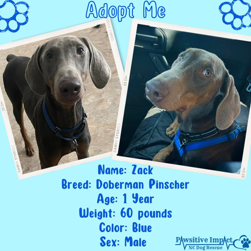 Enlarge Zack, a Adoptable mixed breed in Charlotte, NC image 3/5