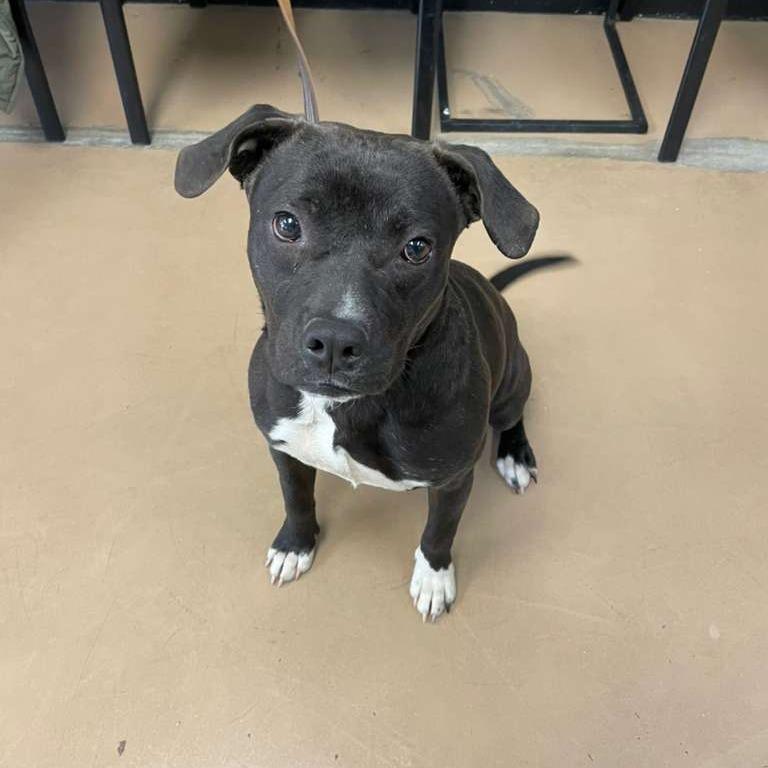 Enlarge Meathead, a Adoptable Mixed Breed in Gadsden, AL image 1/1