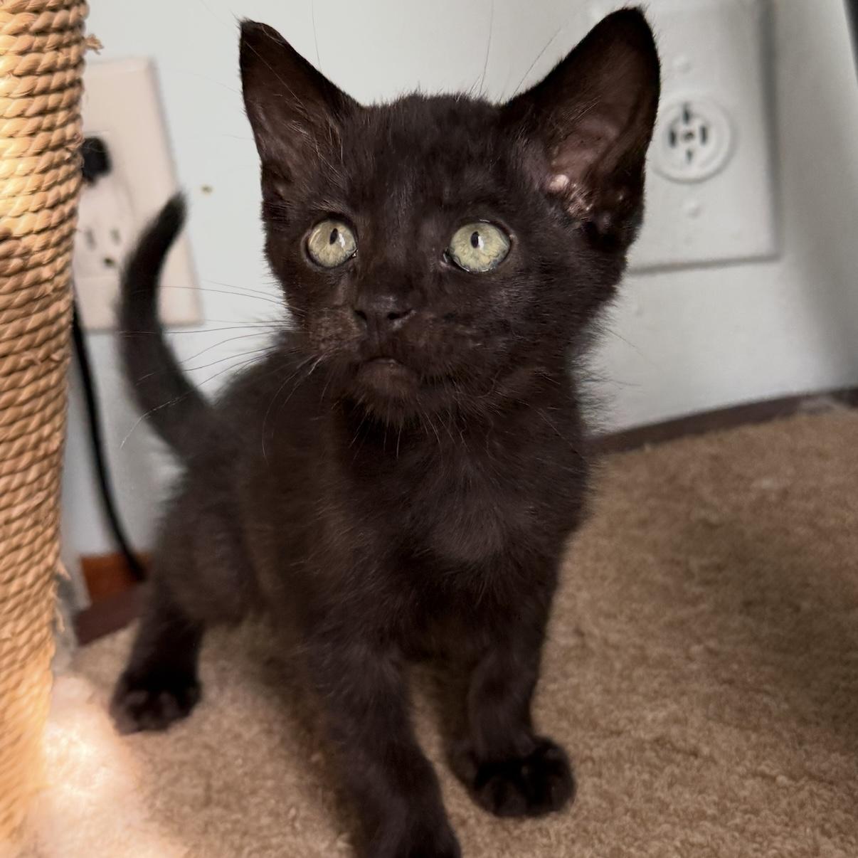 Gary, an adopted Domestic Short Hair in Los Angeles, CA image 6/6