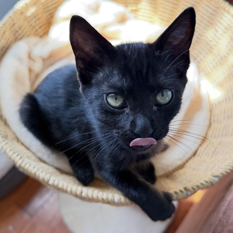 Gary, an adopted Domestic Short Hair in Los Angeles, CA image 5/6