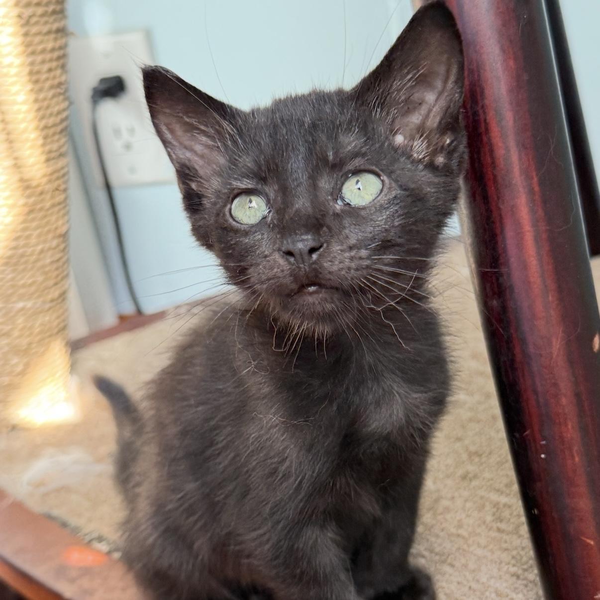 Gary, an adopted Domestic Short Hair in Los Angeles, CA image 3/6
